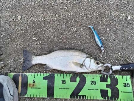 夕マズメ短時間釣行。