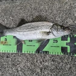 癒しのヒラセイゴ釣り