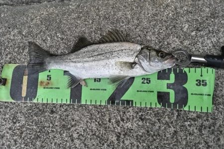 癒しのヒラセイゴ釣り