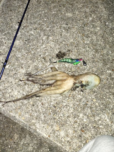 オクトパッシング②