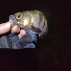 たまには外れる