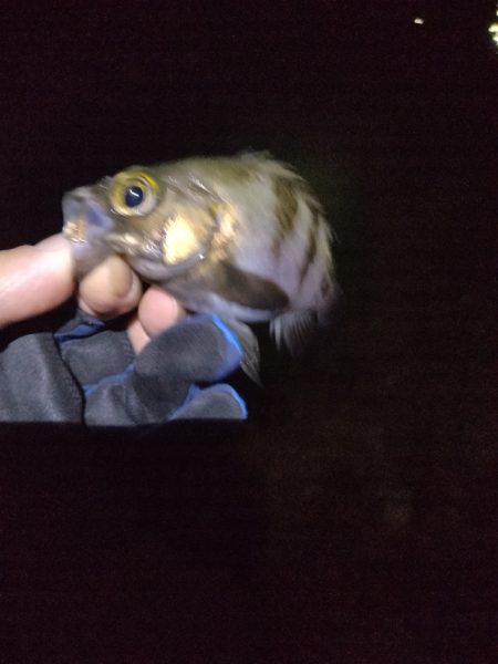 たまには外れる