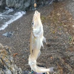 キス釣り