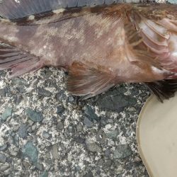 自己最大ガシラ