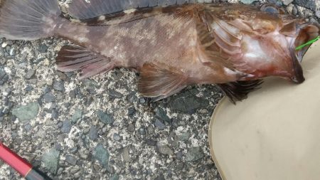 自己最大ガシラ