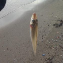 ピンギス数釣り