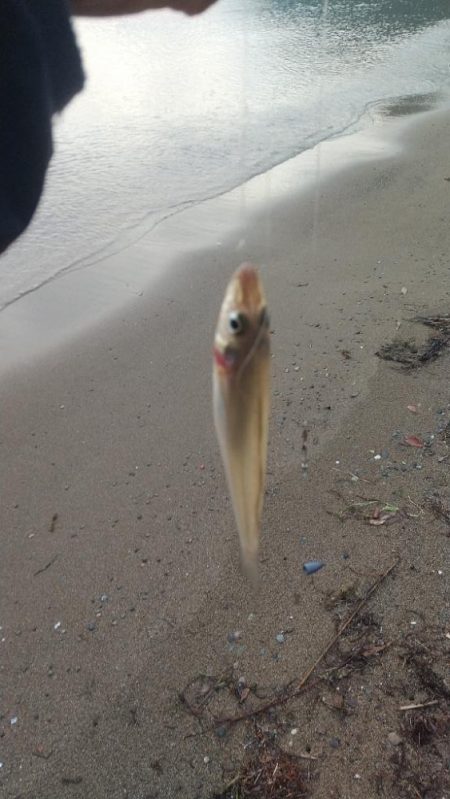 ピンギス数釣り