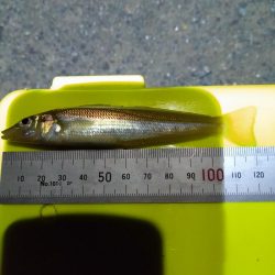 キス釣り大会エントリー