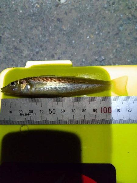 キス釣り大会エントリー