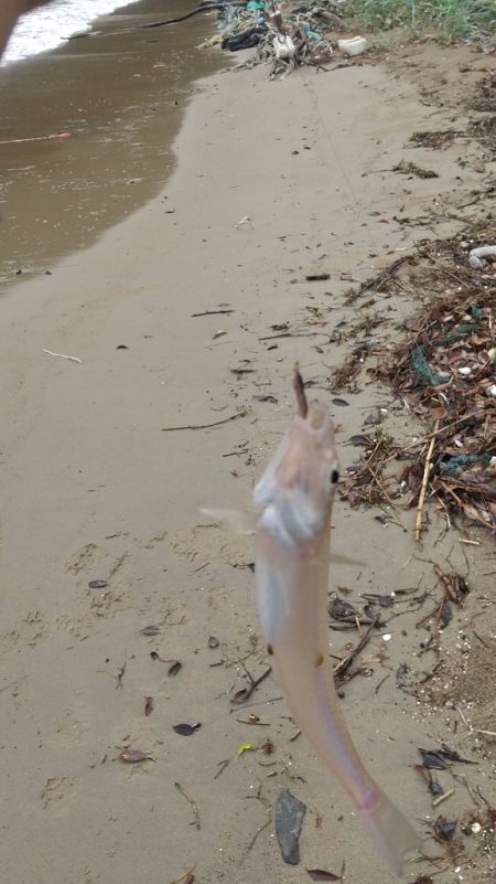 チビキスばかり…