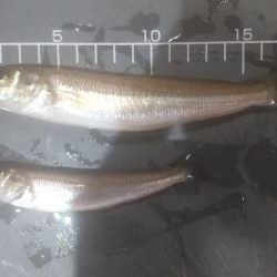 ここはまだ行けそう