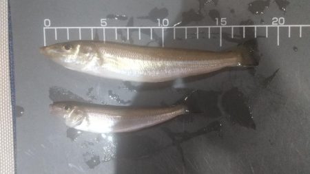 ここはまだ行けそう