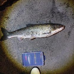 さすがに難しかったです