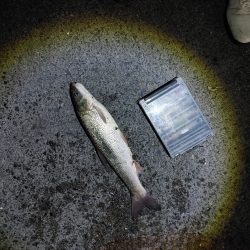 苦戦中です(^^;)