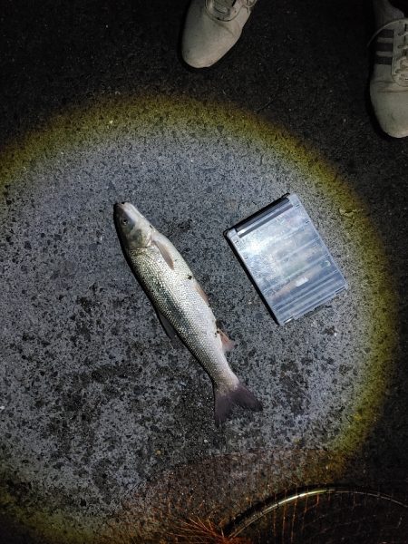 苦戦中です(^^;)