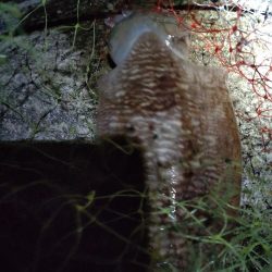 コウイカ1杯!ミミイカ1杯!