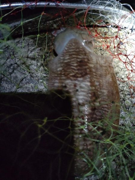 コウイカ１杯！ミミイカ１杯！