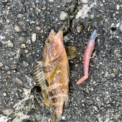 キジハタ1匹(お)