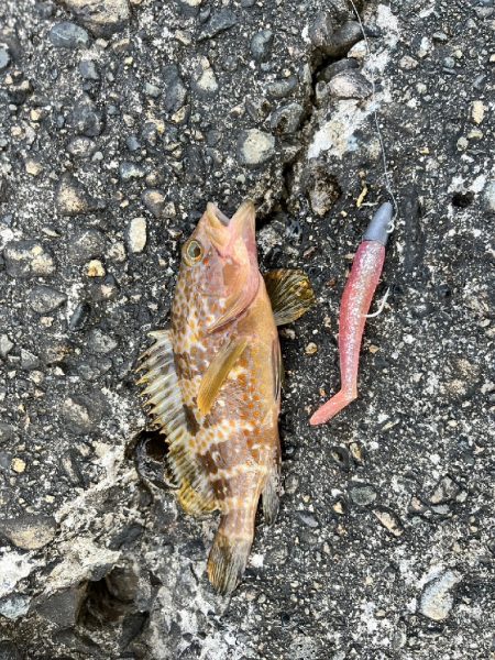 キジハタ１匹（お）