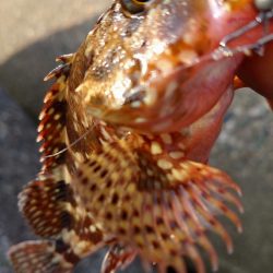 キジハタ1匹!カサゴ1匹!