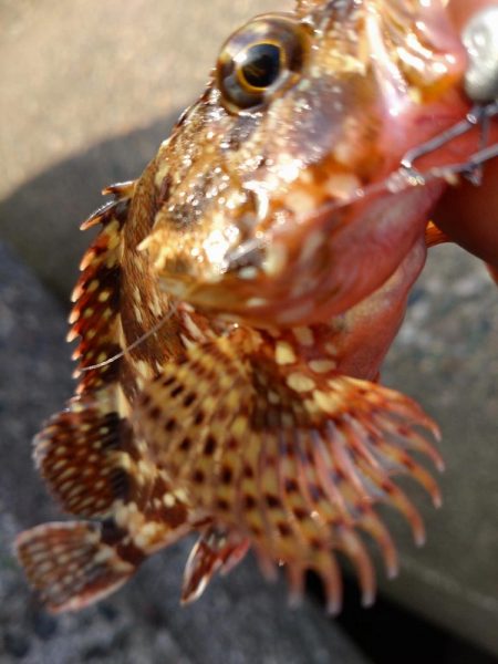 キジハタ1匹!カサゴ1匹!