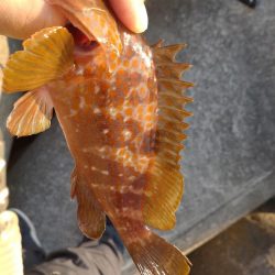 キジハタ、小サバ