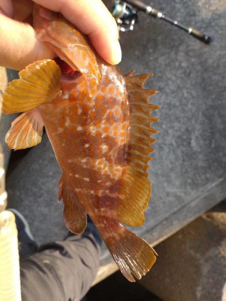 キジハタ、小サバ