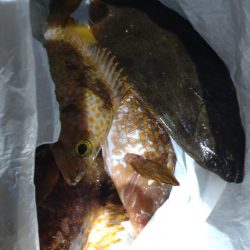 キジハタ、ヒラメ