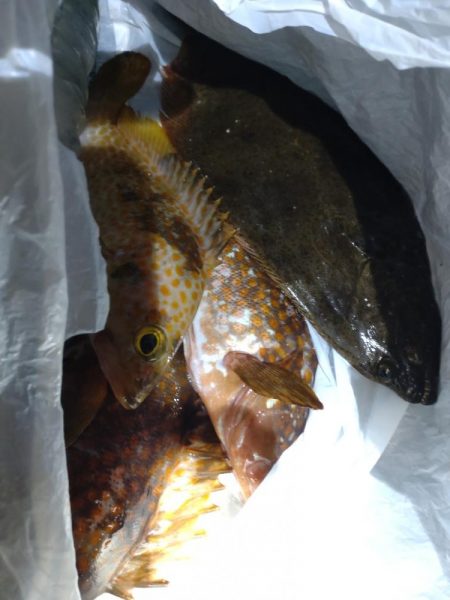 キジハタ、ヒラメ