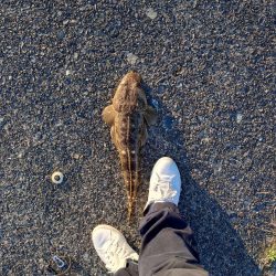 いろいろ釣れました