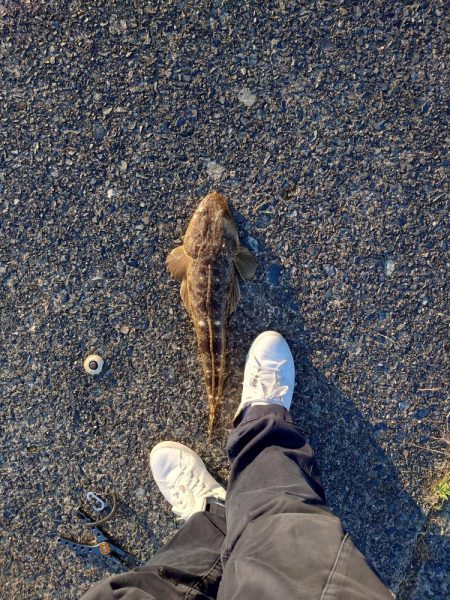 いろいろ釣れました