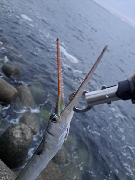 ショアジギングからアジング