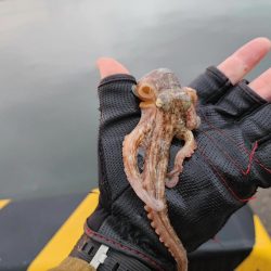 タコ🐙からシーバス🐟