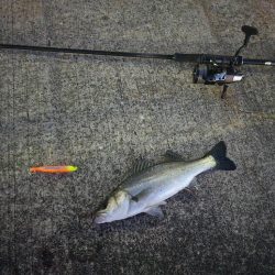 青物こない( ´･ω･`)