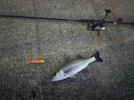 青物こない( ´･ω･`)