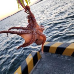タコ狙い🐙ふ