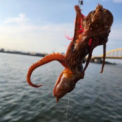 オクトパッシング🐙