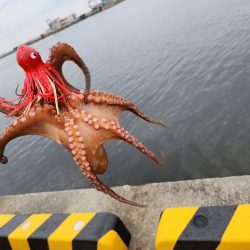 オクトパッシング