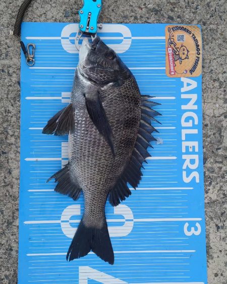 紀州釣りに挑戦しました🙋