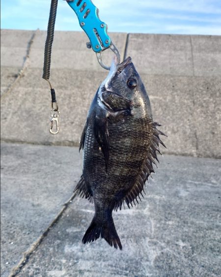 紀州釣りに挑戦🙋