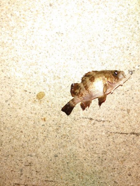 岸タコとメバリング