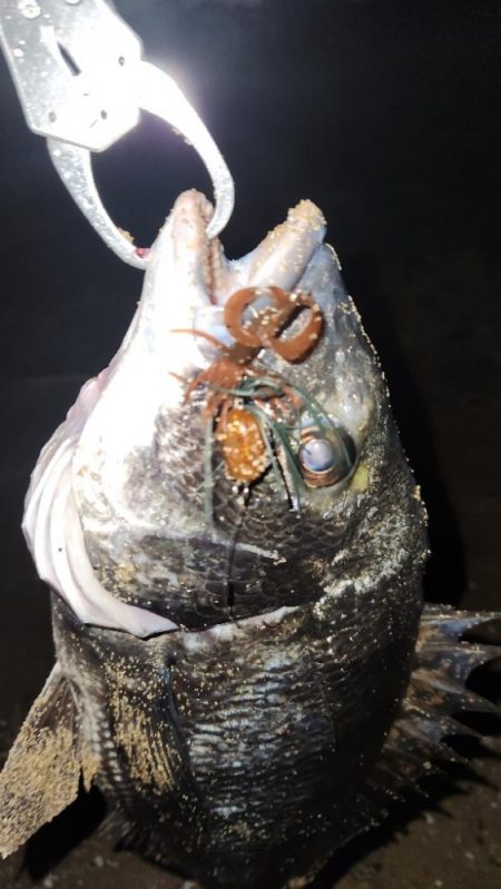 サーフチニング