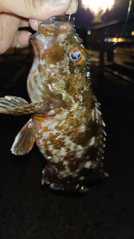 てっきり居着き鯵かと思いきや！？