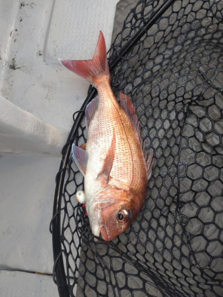 長女とタイラバ！