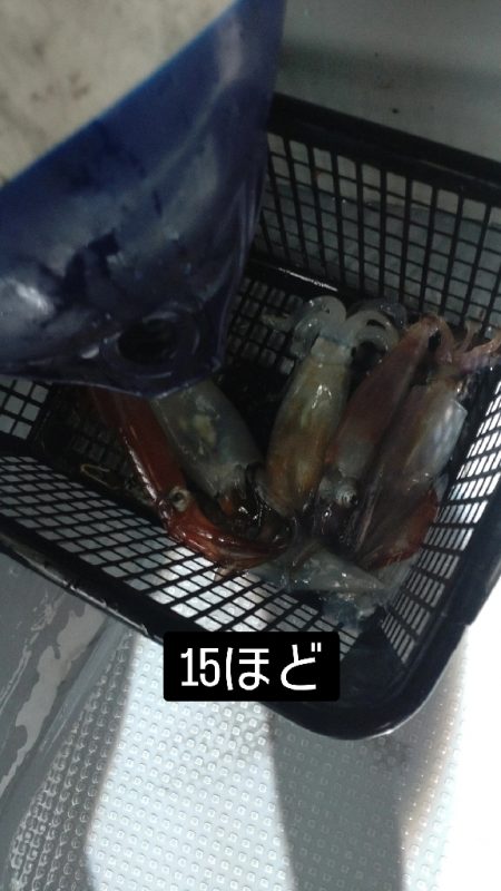 初めてのイカメタル！