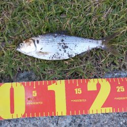 夕マヅメにコノシロの群れ