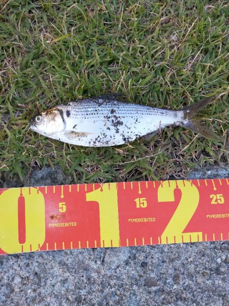 夕マヅメにコノシロの群れ