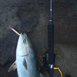 メジロ（ワラサ）今期青物始まりました