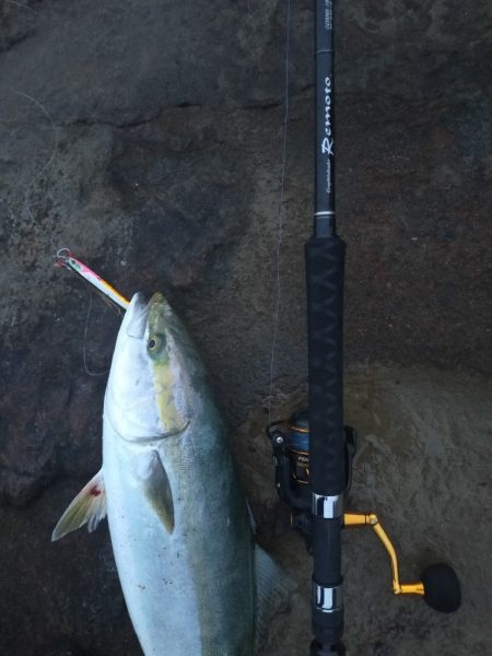 メジロ（ワラサ）今期青物始まりました