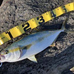 今年になっての青物初釣果
